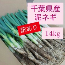 【訳あり】 千葉県産泥ネギ14kg_画像1