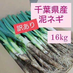 【訳あり】千葉県産泥ネギ16kg