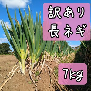 【訳あり】千葉県産泥つき長ネギ7kg