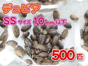 【送料無料】 デュビア SS ベビーサイズ 1.0cm以下 500匹 紙袋配送 アルゼンチンモリゴキブリ 肉食熱帯魚 爬虫類 両生類 [2808:broad]