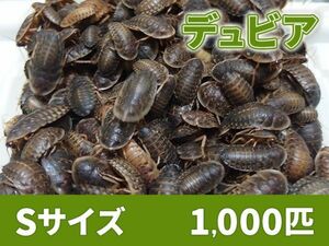 【送料無料】 デュビア Sサイズ 1.0～1.5cm 1000匹 紙袋配送 アルゼンチンモリゴキブリ 肉食熱帯魚 爬虫類 両生類 [2819:broad]