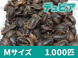 【送料無料】 デュビア Mサイズ 1.5～2.0cm 1000匹 紙袋配送 アルゼンチンモリゴキブリ 肉食熱帯魚 爬虫類 両生類 [2813:broad2]