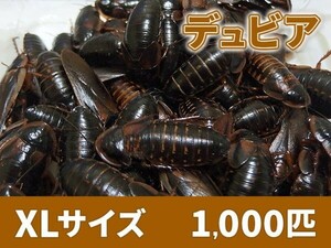 【送料無料】 デュビア XL 成虫サイズ 3.0～5.0cm 1000匹 紙袋配送 アルゼンチンモリゴキブリ 肉食熱帯魚 爬虫類 両生類 [2815:broad2]