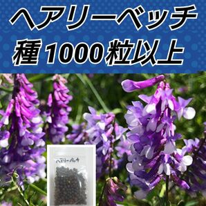 ヘアリーベッチ 花種500→1000粒以上