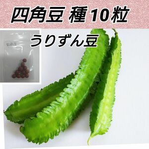 四角豆 種 10粒