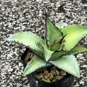 アガベ チタノタブルー Agave titanota 'Blue'の画像7