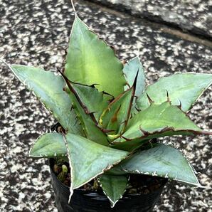 アガベ オテロイ Agave oteroi ※検索用 チタノタ titanotaの画像1