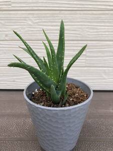  aloe better fortune * decorative plant 