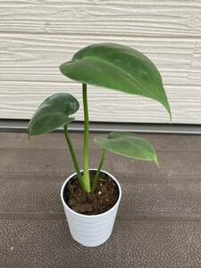  monstera better fortune * decorative plant 