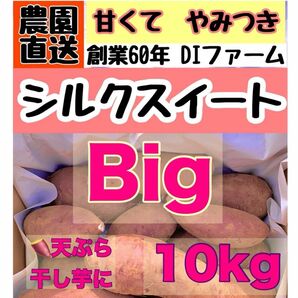 3末まで　セール　Bigサイズ 【熟成】さつまいも シルクスイート10kg 土付き (配送料こみ）