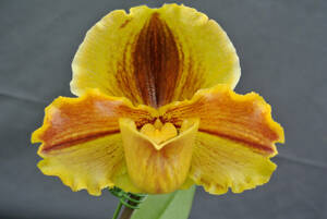 【入賞花パフィオ】Paph. Lippewunder `Tsukuba Gold' BM/JOGA