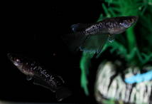 【Azuma】　◆極上親種◆　ミッドナイトフリル漆黒リアルロングフィン ◆　画像の♂1ヘテロ♀1　計2匹_画像4