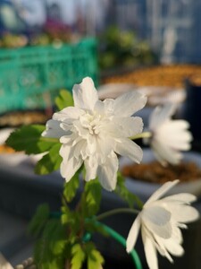 【山野草】イチリンソウ　三段咲き　キクザキイチゲ　白花　花２　⑤