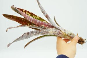 Billbergia 'Berry Blast' Lisa Vinzant hyb ビルベルギア　ブロメリア 