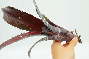 Billbergia 'Obi-Wan' Lisa Vinzant hyb ビルベルギア ブロメリア