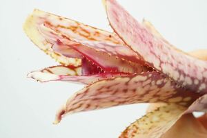 Billbergia 'Kolan Magic' ビルベルギア　ブロメリア 