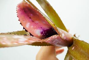 Billbergia 'Kolan Shark Bite' ビルベルギア ブロメリア