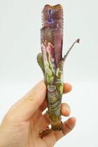 Billbergia 'Midnight Sun' Lisa Vinzant hyb ビルベルギア ブロメリア_画像6