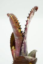 Billbergia 'Midnight Sun' Lisa Vinzant hyb ビルベルギア ブロメリア_画像7