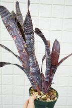 Billbergia 'Obi-Wan' Lisa Vinzant hyb ビルベルギア ブロメリア_画像8