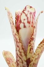 Billbergia 'Kolan Magic' ビルベルギア　ブロメリア _画像9