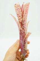 Billbergia 'Kolan Magic' ビルベルギア　ブロメリア _画像5