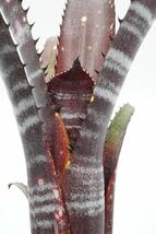 Billbergia 'Obi-Wan' Lisa Vinzant hyb ビルベルギア ブロメリア_画像7