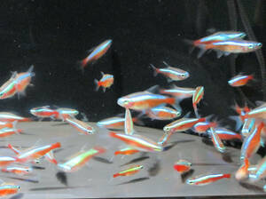  free shipping * car jinaru Tetra approximately 2cm 20 pcs set Colombia production wild 