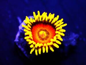 【美ら海】☆1点のみ新入荷蛍光発色☆　マメスナ　サンフラワー『Yellow Sun Flower 』　【coral】【サンゴ】【アクアリウム】