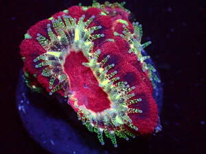 【美ら海】カクオオトゲキクメイシ　レッド＆ゴールド　『Red＆Gold Micromussa Lord』【coral】【サンゴ】【アクアリウム】