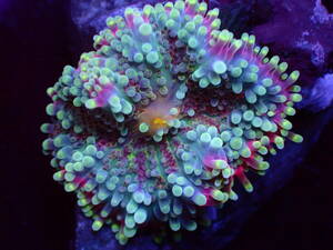 【美ら海】バブルディスク　『Ricordea Yuma Mushroom Coral』【coral】【サンゴ】【アクアリウム】