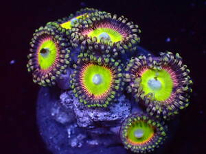 【美ら海】☆激美新入荷☆　マメスナ　ライトイエロー『Light Yellow sheep's eyes Zoa』【coral】【サンゴ】【アクアリウム】