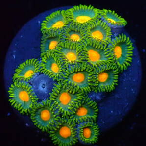 【美ら海】☆強発色☆マメスナ 『Yellow Green Zoa』【coral】【サンゴ】【アクアリウム】の画像1