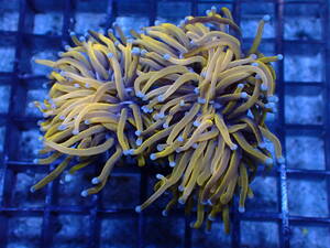 [ beautiful . sea ]*BIG!!* super Gold torch 24k full . hour 9cm over 3 head [24K Super Gold Torch ][coral][ coral ][ aquarium ]