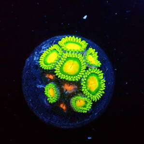 【美ら海】☆強発色☆ マメスナ ブラック＆シャイングリーン 『Black＆Shine Green Zoa』【coral】【サンゴ】【アクアリウム】の画像2