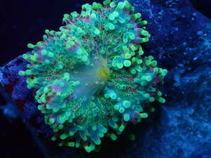 【美ら海】☆激美☆　バブルディスク　『Ricordea sp.』【coral】【サンゴ】【アクアリウム】