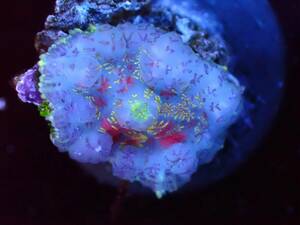 [ beautiful . sea ]Bullseye Rhodactis Mushroombruz I mushroom [coral][ coral ][ aquarium ][ disk ]