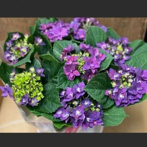 お買い得！紫陽花鉢　八重　 ハイドランジア　フランシーパープル　4.5寸