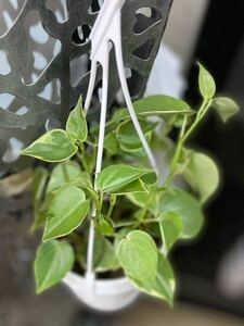 観葉植物　多肉植物　ハートペペロミア　吊り　3寸