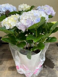 紫陽花鉢　ハイドランジア　ポージィブーケ　エリーマーブル　5寸