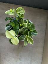 観葉植物　多肉植物　ペペロミア　グラベラ　4寸　可愛い_画像2