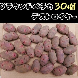 そのまま畑に植えられる　グラウンドペチカ/デストロイヤー の種芋　30個　ゆうパケットポスト発送になります。②