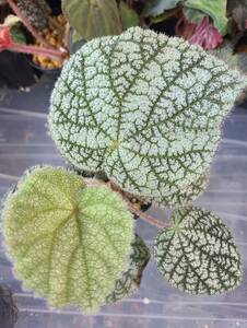 Begonia sp.from North Vietnam 'T1'　ベゴニア　原種　熱帯植物　観葉植物　パルダリウム　テラリウム