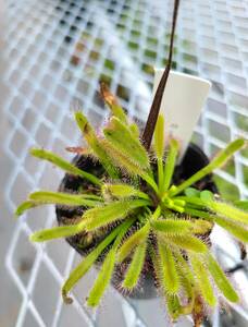 Drosera capensis Crested Nature　食虫植物　ドロセラ　モウセンゴケ　植物　園芸