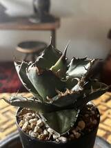 Agave titanota 【Caesar 凱撤 】アガベ チタノタ シーザー　小株_画像3