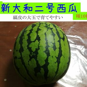 新大和二号西瓜の種　15粒