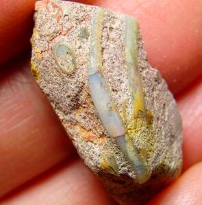 レア!! 18.70ct オパール化したツノガイの化石 シェルオパール 化石 レア