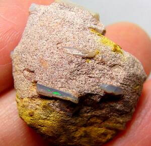 レア!! 32.85ct オパール化したツノガイの化石 シェルオパール 化石 レア