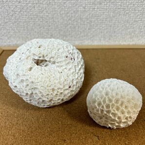 サンゴ サンゴ石 大サンゴ 珊瑚 石灰化 菊目石 沖縄 石垣島インテリア ディスプレイ オブジェ