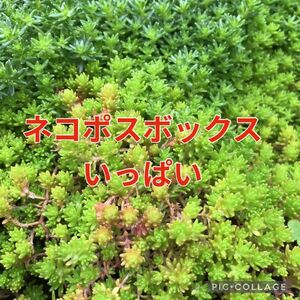 多肉植物 セダム 森村万年草 モリムラマンネンクサ 抜き苗 ネコポスボックスいっぱい。